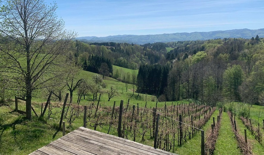 Blick von der Terrasse des Klanghaus Untergreith auf den Weingarten © Mia Zabelka
