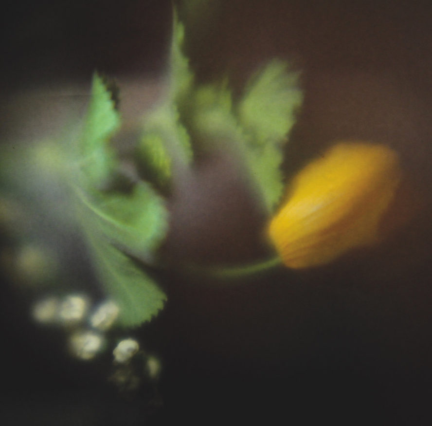 razen_blue rot_cover