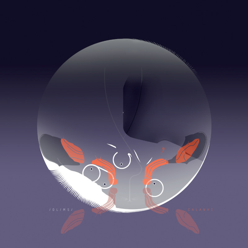 DLMS_Calanhi_Trust_800